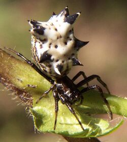 Micrathena gracilis fem.jpg