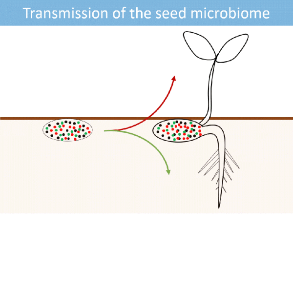 File:Microbiome inheritance.gif