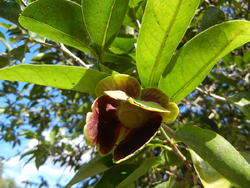 Mosannona depressa fruit and leaf.png