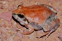 Natal Sand Frog (Tomopterna natalensis) (6885870624).jpg