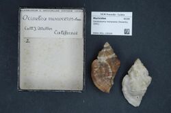 Naturalis Biodiversity Center - RMNH.MOL.130324 - Ceratostoma monoceros (Sowerby, 1841) - Muricidae - Mollusc shell.jpeg