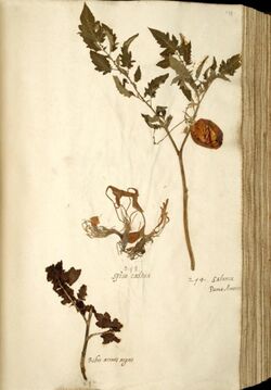 Naturalis Biodiversity Center - Solanum lycopersicum var. lycopersicum - old tomato herbarium sheet.jpg