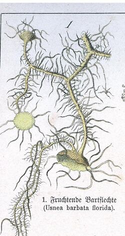 Naturgeschichte des Pflanzenreichs Tafel LIII Usnea.jpg