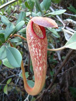 Nepenthes klossii upper pitcher.jpg