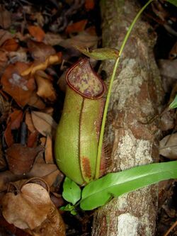 Nepenthes x cantleyi.jpg