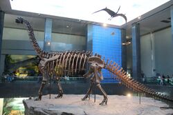 Nuoerosaurus chaganensis mount.jpg