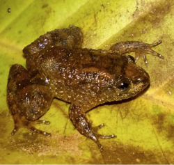 Nyctibatrachus mewasinghi male.png