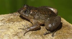 Reddish-brown frog