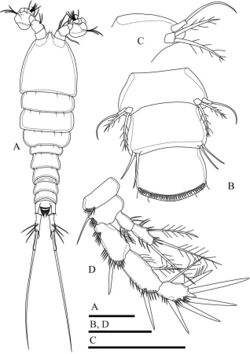 Onychocamptus bengalensis (10.3897-zookeys.810.29253) Figure 18.jpg