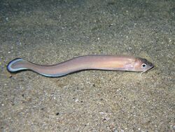 Ophidion barbatum Sardinia.JPG