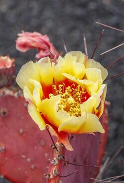 Opuntia macrocentra 02.jpg