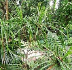 Pandanus multispicatus - Seychelles botanical gardens 2.jpg
