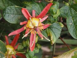 Passiflora cinnabarina Dangars.jpg