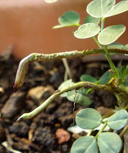 Peanut stalks.jpg