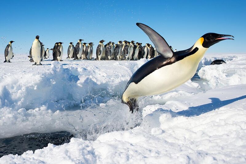 File:Penguin in Antarctica jumping out of the water.jpg