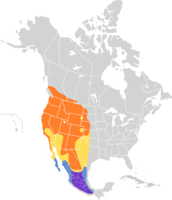 Pheucticus melanocephalus map.svg