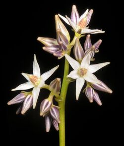 Phlebocarya filifolia - Flickr - Kevin Thiele.jpg