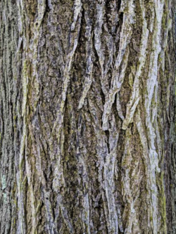 Photo of the bark of the American Elm cultivar 'Delaware'.png