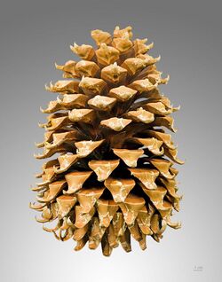 Pinus coulteri MHNT Cone.jpg
