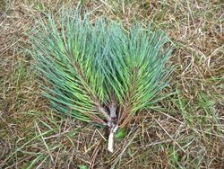 Pinus muricata foliage Mendocino.jpg