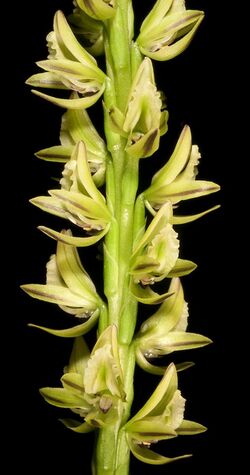 Prasophyllum brownii (6725147943).jpg