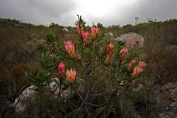 Protea repens 20D 4732.jpg