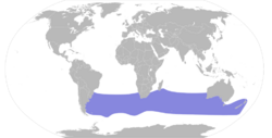 Pterodroma mollis map.svg