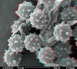 Puffball spores in SEM stereoscopic, magnification 5000x.JPG