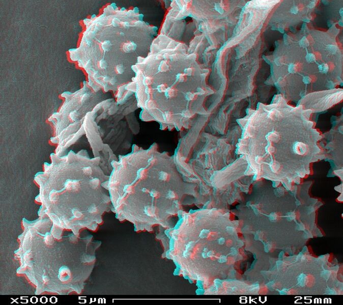 File:Puffball spores in SEM stereoscopic, magnification 5000x.JPG