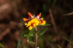 Pultenaea paleacea.jpg