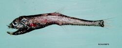 Rendezvous fish ( Polymetme corythaeola ).jpg