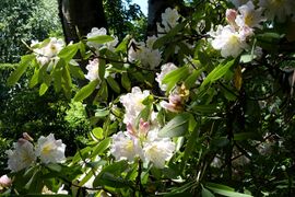 Rhododendron discolor (Rhododendron fortunei subsp. discolor) - VanDusen Botanical Garden - Vancouver, BC - DSC07341.jpg