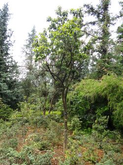 Rhododendron hancockii - Kunming Botanical Garden - DSC02870.JPG