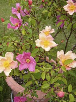 Rosa chinensis Mutabilis.jpg