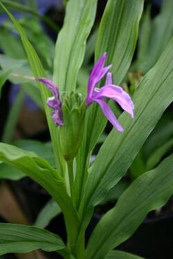 Roscoea capitata.jpg