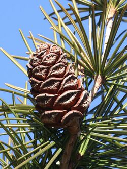 Sciadopitys verticillata (cone) (cropped).jpg