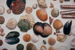 Seashells North Wales 1985.jpg