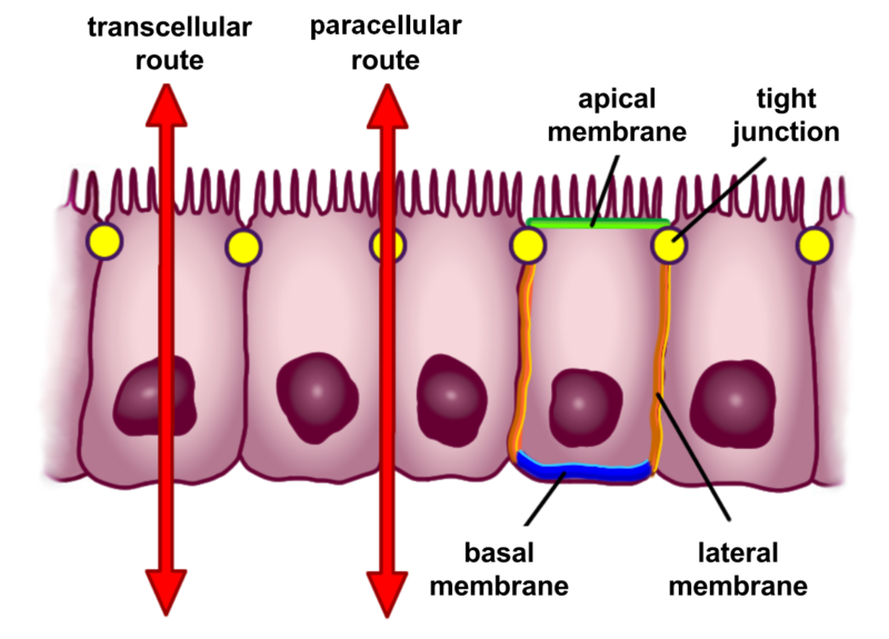 File:Selective permeability routes in epithelium.png