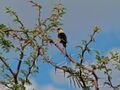 Shaft-tailed Whydah (Vidua regia) (7000402705).jpg