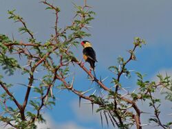 Shaft-tailed Whydah (Vidua regia) (7000402705).jpg