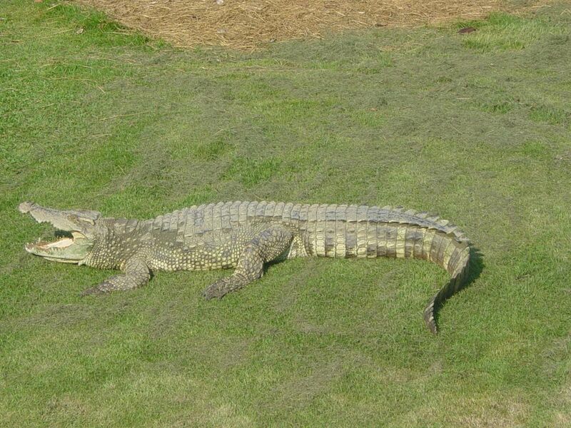 File:Siamese Crocodile.jpg