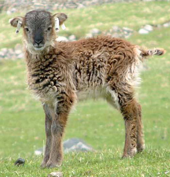 File:Soay sheep lamb.png