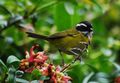 Sooty-capped Bush-tanager.jpg