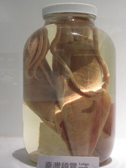Specimen of Uroteuthis (Photololigo) chinensis in National Museum of Natural Science in Taiwan.JPG