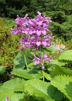 Stachys macrantha kz03.jpg