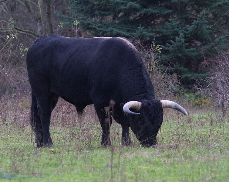 File:Taurus bull Latino.jpg