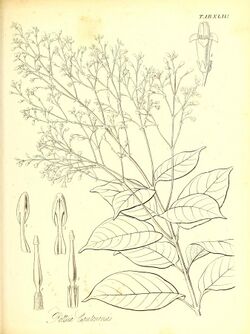 The botany of Captain Beechey's voyage; comprising an acount of the plants collected by Messrs. Lay and Collie, and other officers of the expedition, during the voyage to the Pacific and Behring's (20405670285).jpg