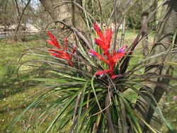 Tillandsia chlorophylla (TS) 2-05097.jpg