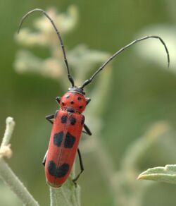 Tylosis maculatus dorsal1.jpg