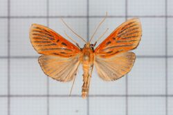 Tyspanodes striatus2.jpg